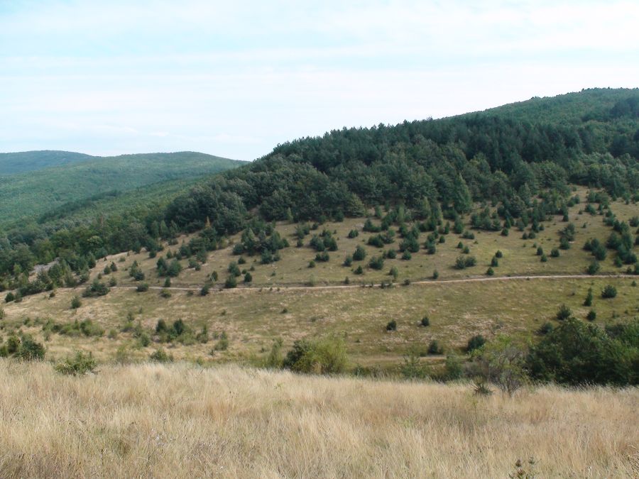 denovo